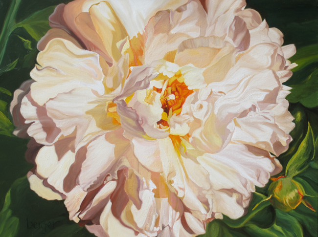 Caldera Peony