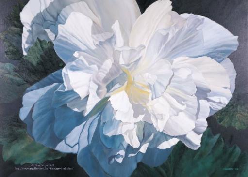 Begonia