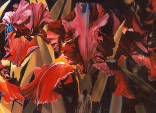 Equinox Rust Irises