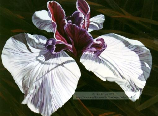 Japanese Iris